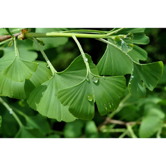 Листья Гинкго билоба измельченные Травогор