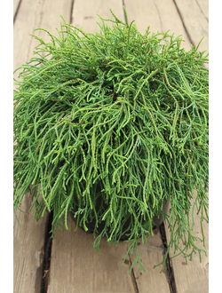 Кипарисовик горохоплодный Filifera Nana