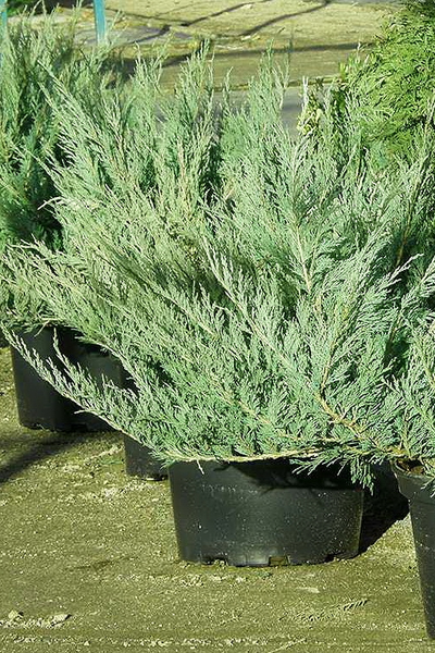 Можжевельник казацкий Blaue Danube