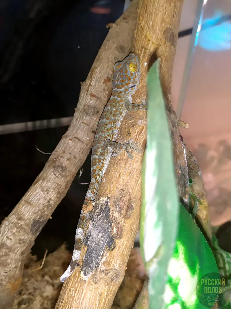 Геккон Токи, Gekko gecko