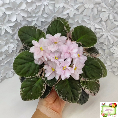 Rivermist Pearls (J. Baker) (10974) 04/13/2018