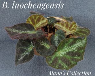 Бегония luochengensis