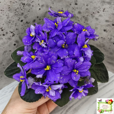 Н-Млечный Путь (Н. Бердникова)