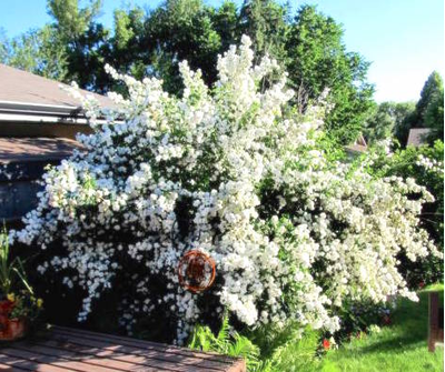 Чубушник (Жасмин) Snowbelle