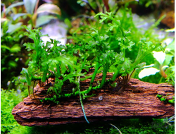 Папоротник Болбитис "baby leaf" (пластиковый горшок)