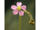 Drosera tomentosa