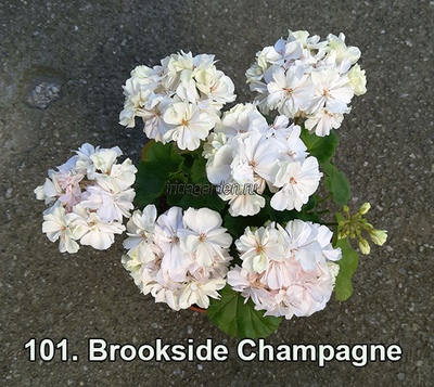Пеларгония Brookside Champagne