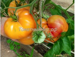 Томат Лаки Кросс (Lucky Cross), Канада