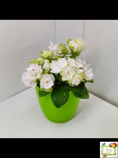 Irish Flirt mini (S.Sorano)