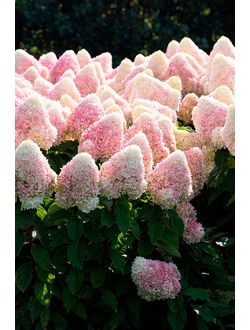 Гортензия метельчатая Summer Love (на штамбе)