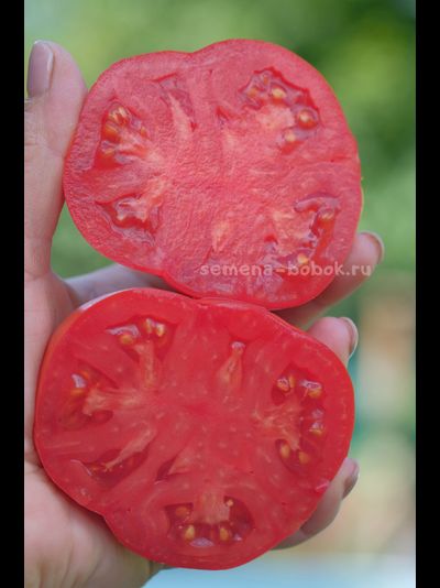 Томат Red Pear Franchi (Красные груши Франчи), 10 шт