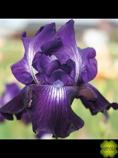 ИРИС БОРОДАТЫЙ "ВИННЕР СЕКЛ" (80 см)