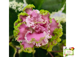 МТ-Античная Брошь (М. Тотиева) 2025 г.