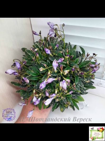 ЛЕ-Шотландский Вереск (Е. Лебецкая) мини трейлер