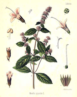 Мята перечная (Mentha piperita) Иран, 5 мл - 100% натуральное эфирное масло