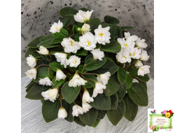 ЛЕ-Жемчужинка (Е. Лебецкая) 2018 г. трейлер