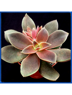 Echeveria carnicolor