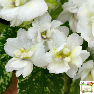 Adirondack Moon (S. Sorano) (лист посажен 28.01.26)