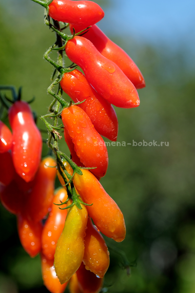 Томат Dulcita long (Сладкий Длинный), 5 шт