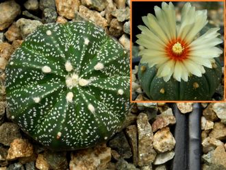 Astrophytum CAPAS Х A. asterias Hansomon Х ASNUD cv.Ooibo - 5 семян