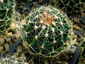 Hamatocactus setispinus REPP 1016B (D=45-50mm)