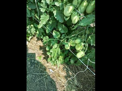 Томат Сливка Бендрика красная