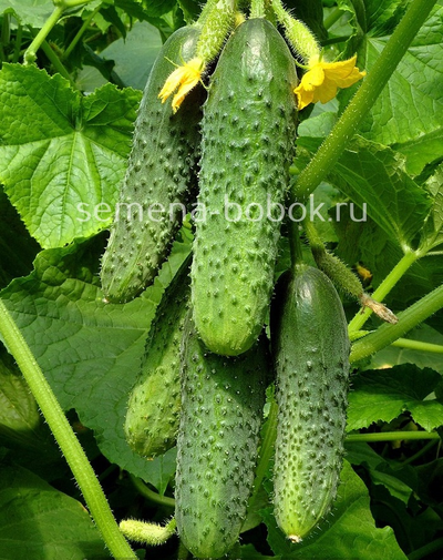 Огурец Бьерн F1 (5 шт)