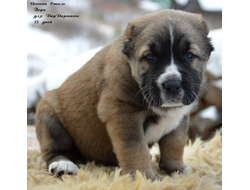 Сука 5. ПЕРИ. ПРОДАЖА