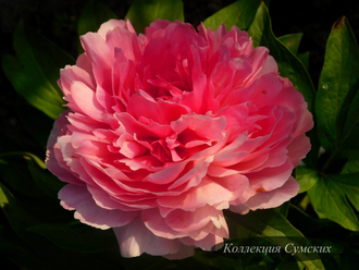 Пион Rose heart (Роуз Херт)