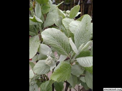 Рябина Латесенс - Lutescens