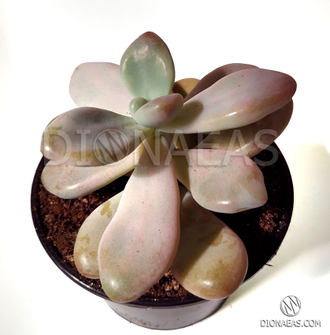 Pachyphytum Pink