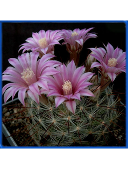 Krainzia longiflora SB 494