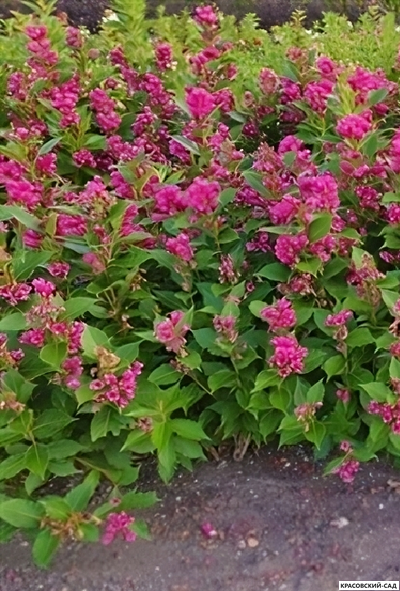 Вейгела Биг Лав фото в саду красовский-сад.рф