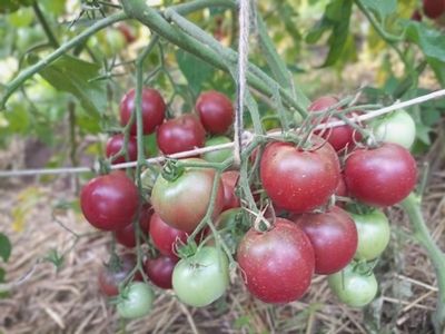 Томат Псамафа (Psamathe)