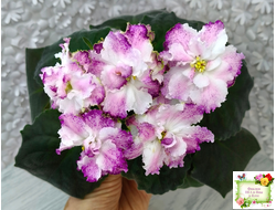 БР-Зажигают Огоньки (С. и Н. Буркацкие) 2024 г.