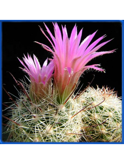 Mammillaria meridiorosei SB 3