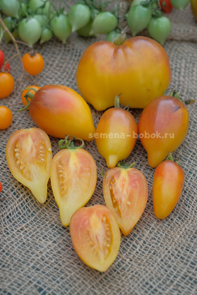 Томат Персик Каплевидный, 10 шт