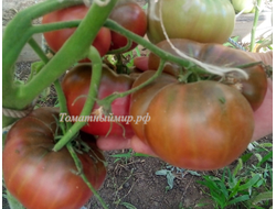 Томат Черный как уголь (Noire Charbonneuse, Канада)