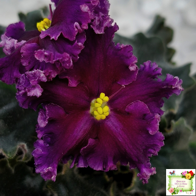 НК-Декамерон (Н.Козак) 2019 г. (лист с деткой посажен 12.07.25)