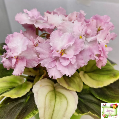 РС-Утренний Пляж (С. Репкина) 2020 г. (клакамас с кроновой пестролистностью)