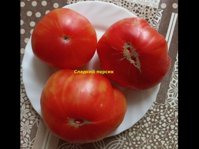 Томат Сладкий Персик (Sweet Peach, США)