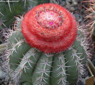 Melocactus matanzanus (Чехия) - 10 семян