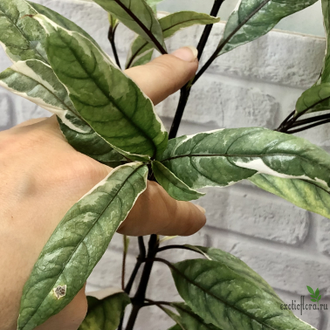 Justicia fragilis (silver variegated) / Justicia gendarussa / Юстиция вариегатная