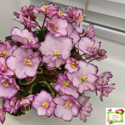 Н-Четыре Сезона (Н. Бердникова) 2015