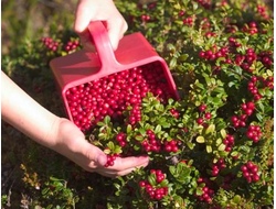 Комбайны для сбора ягод