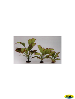 81006-13 Растение шелк.  Эхинодорус Озирис 13см