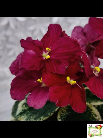 Mac's O'Scarlet O'Hara (G.McDonald) (Макс ОСкарлет Охара)