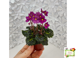 Mac's Pizzicato Paradise (G.McDonald) (лист укоренённый)