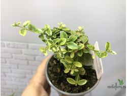 Премна вариегатная / Premna serratifolia variegated