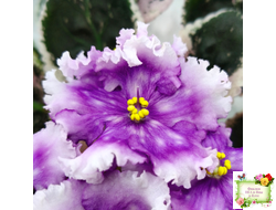 Dn-Дух Різдва (Д. Денисенко) 2020 г.